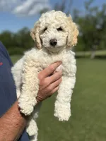 Ash, a male Sheepadoodle for sale in Wichita, KS – 5 of 6