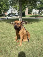 Champ, a male Boerboel for sale in Fairburn, GA – 6 of 6