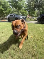 Champ, a male Boerboel for sale in Fairburn, GA – 3 of 6