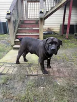 Ace, a male Boerboel for sale in Fairburn, GA – 4 of 6