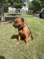 Champ, a male Boerboel for sale in Fairburn, GA – 5 of 6