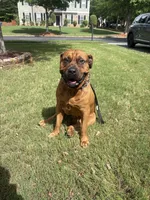 Champ, a male Boerboel for sale in Fairburn, GA – 4 of 6