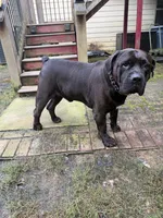 Ace, a male Boerboel for sale in Fairburn, GA – 6 of 6