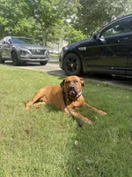 Champ, a male Boerboel for sale in Fairburn, GA – 1 of 6