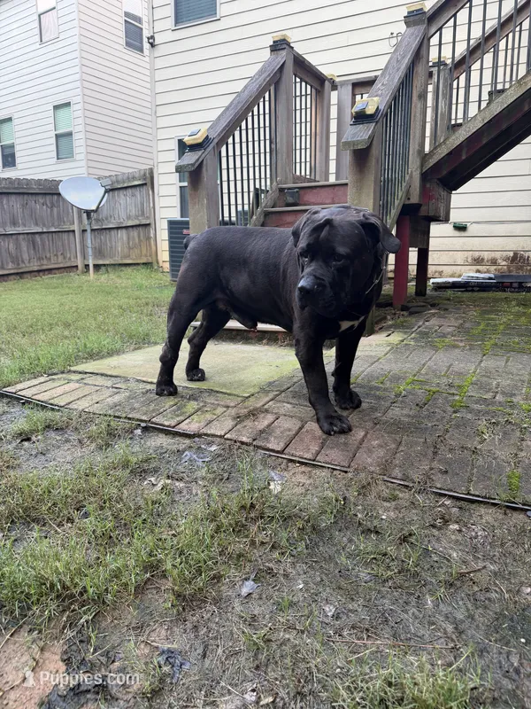 Ace – Boerboel puppy for sale in Fairburn, GA