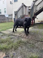 Ace, a male Boerboel for sale in Fairburn, GA – 1 of 6