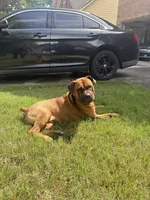 Champ, a male Boerboel for sale in Fairburn, GA – 2 of 6