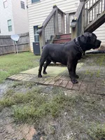 Ace, a male Boerboel for sale in Fairburn, GA – 2 of 6