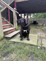 Ace, a male Boerboel for sale in Fairburn, GA – 3 of 6