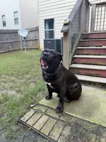 Ace, a male Boerboel for sale in Fairburn, GA – 5 of 6