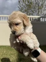 Ferdinand The Bull - Yellow Boy, a male Bernedoodle for sale in South Jordan, UT – Photo 7 of 9