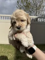 Ferdinand The Bull - Yellow Boy, a male Bernedoodle for sale in South Jordan, UT – Photo 4 of 9