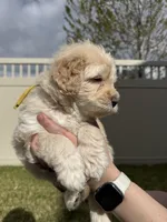 Ferdinand The Bull - Yellow Boy, a male Bernedoodle for sale in South Jordan, UT – Photo 9 of 9