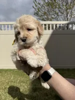 Ferdinand The Bull - Yellow Boy, a male Bernedoodle for sale in South Jordan, UT – Photo 5 of 9