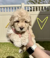 Ferdinand The Bull - Yellow Boy, a male Bernedoodle for sale in South Jordan, UT – Photo 3 of 9