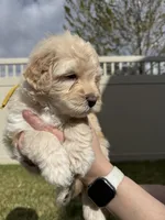 Ferdinand The Bull - Yellow Boy, a male Bernedoodle for sale in South Jordan, UT – Photo 6 of 9