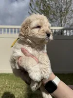 Ferdinand The Bull - Yellow Boy, a male Bernedoodle for sale in South Jordan, UT – Photo 8 of 9
