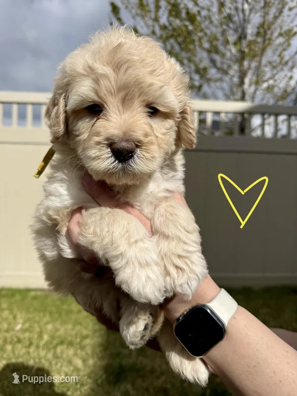 Ferdinand The Bull - Yellow Boy – Bernedoodle puppy for sale in South Jordan, UT