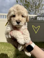 Ferdinand The Bull - Yellow Boy, a male Bernedoodle for sale in South Jordan, UT – Photo 1 of 9