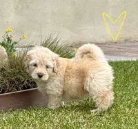 Ferdinand The Bull - Yellow Boy, a male Bernedoodle for sale in South Jordan, UT – Photo 2 of 9