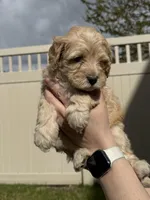 Light Blue Sweetheart, a female Bernedoodle for sale in South Jordan, UT – Photo 7 of 9