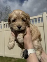Light Blue Sweetheart, a female Bernedoodle for sale in South Jordan, UT – Photo 5 of 9