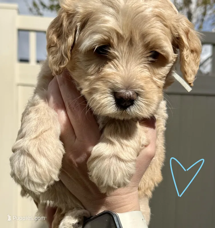 Light Blue Sweetheart – Bernedoodle puppy for sale in South Jordan, UT