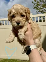 Light Blue Sweetheart, a female Bernedoodle for sale in South Jordan, UT – Photo 4 of 9