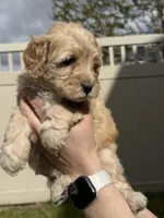 Light Blue Sweetheart, a female Bernedoodle for sale in South Jordan, UT – Photo 9 of 9