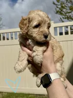 Light Blue Sweetheart, a female Bernedoodle for sale in South Jordan, UT – Photo 3 of 9