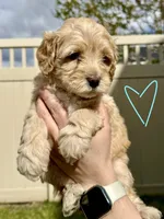 Light Blue Sweetheart, a female Bernedoodle for sale in South Jordan, UT – Photo 2 of 9