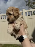 Light Blue Sweetheart, a female Bernedoodle for sale in South Jordan, UT – Photo 6 of 9