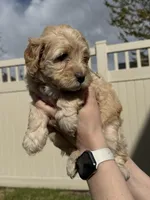Light Blue Sweetheart, a female Bernedoodle for sale in South Jordan, UT – Photo 8 of 9