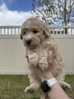 Goldilocks Light pink, a female Bernedoodle for sale in South Jordan, UT – Photo 3 of 6