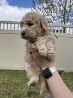 Goldilocks Light pink, a female Bernedoodle for sale in South Jordan, UT – Photo 2 of 6