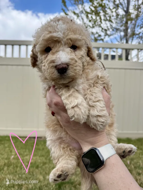 Goldilocks Light pink – Bernedoodle puppy for sale in South Jordan, UT