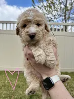 Goldilocks Light pink, a female Bernedoodle for sale in South Jordan, UT – Photo 1 of 6