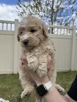 Goldilocks Light pink, a female Bernedoodle for sale in South Jordan, UT – Photo 5 of 6
