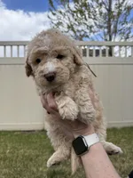 Goldilocks Light pink, a female Bernedoodle for sale in South Jordan, UT – Photo 4 of 6