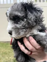 Big Red, a male Bernedoodle for sale in South Jordan, UT – Photo 9 of 9