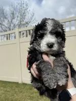 Big Red, a male Bernedoodle for sale in South Jordan, UT – Photo 7 of 9