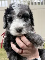 Big Red, a male Bernedoodle for sale in South Jordan, UT – Photo 6 of 9