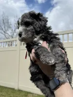 Big Red, a male Bernedoodle for sale in South Jordan, UT – Photo 4 of 9