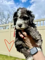 Big Red, a male Bernedoodle for sale in South Jordan, UT – Photo 2 of 9