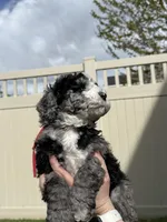 Big Red, a male Bernedoodle for sale in South Jordan, UT – Photo 8 of 9