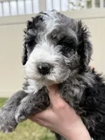 Big Red, a male Bernedoodle for sale in South Jordan, UT – Photo 3 of 9