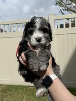 Big Red, a male Bernedoodle for sale in South Jordan, UT – Photo 5 of 9