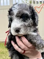 Big Red, a male Bernedoodle for sale in South Jordan, UT – Photo 1 of 9