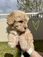 Playful Sis' - Light Green, a female Bernedoodle for sale in South Jordan, UT – Photo 3 of 5