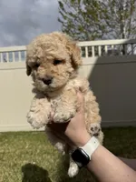 Playful Sis' - Light Green, a female Bernedoodle for sale in South Jordan, UT – Photo 4 of 5